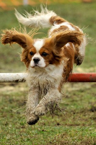 Agility Dog